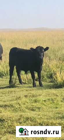 Абердин ангус Абакан - изображение 1
