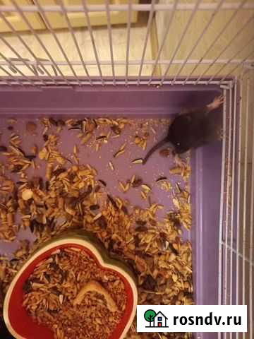 Декоративная крыса Комсомольск-на-Амуре - изображение 1