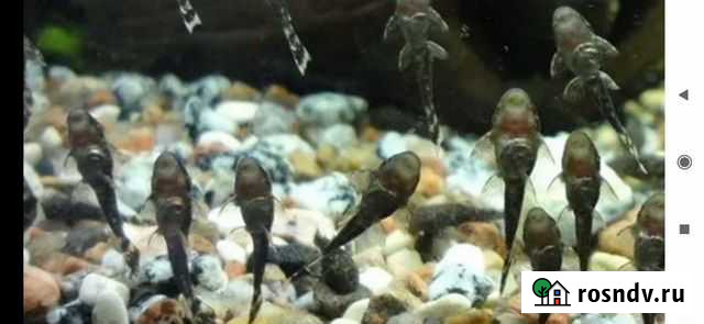 Сомики анциструсы Оренбург - изображение 1