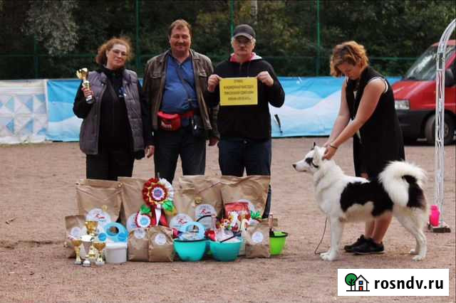 Хендлер Гатчина - изображение 1