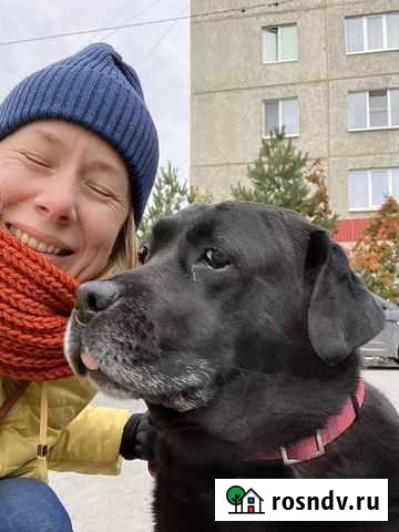 Выгул собак Тюмень - изображение 1