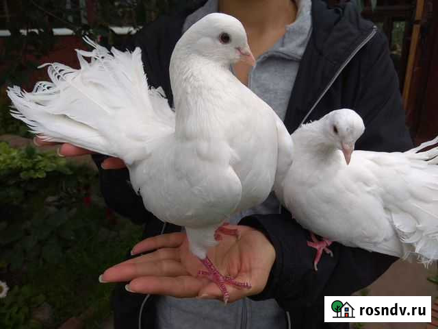 Белые голуби на свадьбы и праздники Пермь - изображение 1