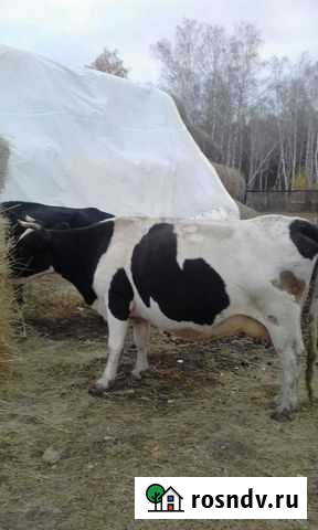 Продам коров Полетаево - изображение 1