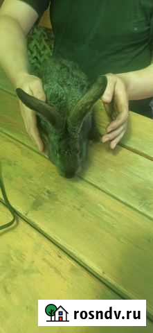 Продаются кролики породы шиншилла Землянск - изображение 1