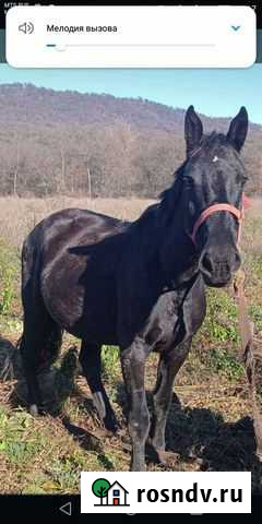 Лошадь Тарское - изображение 1