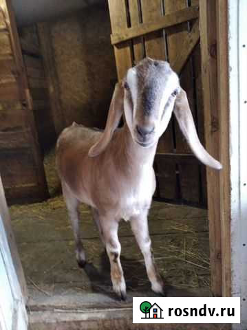 Англо нубийская коза Воротынец - изображение 1