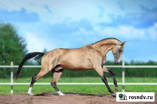 Ахалтекинский жеребец Амир Дубна - изображение 1