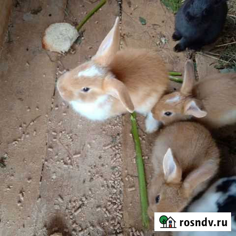 Кролики мясных пород Пермь - изображение 1