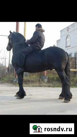 Лошади фризы Нижний Новгород - изображение 1