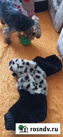 Одежда для Йорка.(стандарт) Саки - изображение 1