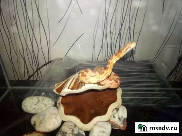 Маисовый полоз Волгоград - изображение 1