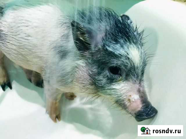 Мини-пиг (карликовый поросенок) Киров - изображение 1