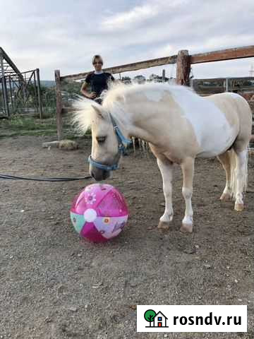 Лошадь американской миниатюрной породы Алушта - изображение 1