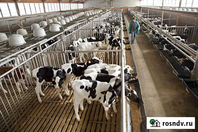 Бычки мясного направления Чишмы - изображение 1