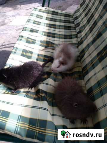 Нутрии Почеп - изображение 1