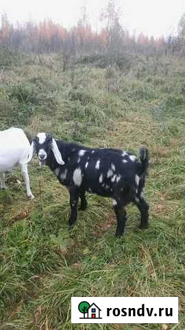 Нубийский козлик Осташков - изображение 1