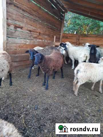 Овцы бараны ягнята оптом Волоколамск - изображение 1