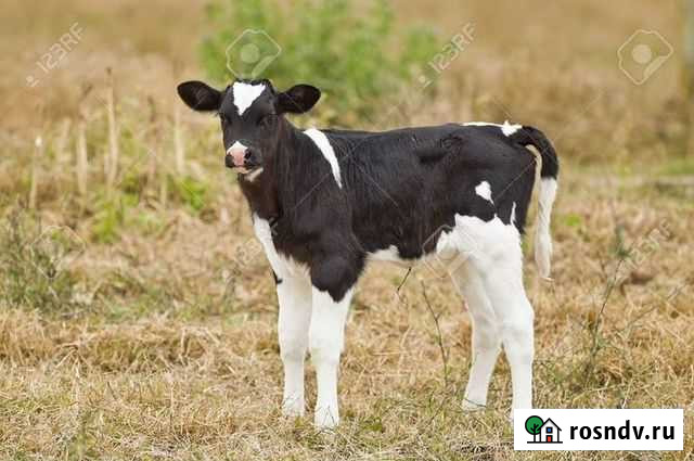 Молодняк крс Уфа - изображение 1