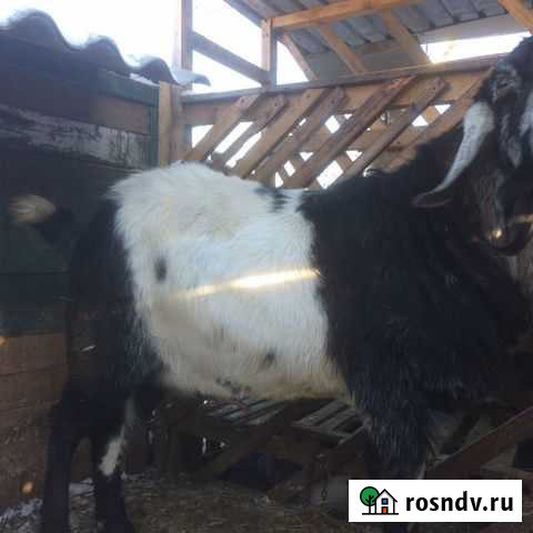 Англо нубийский козел Ферсманово - изображение 1