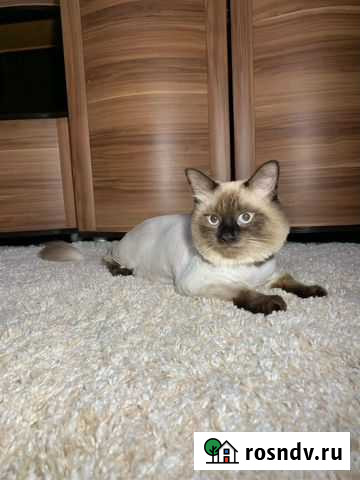 Грумер Саратов - изображение 1