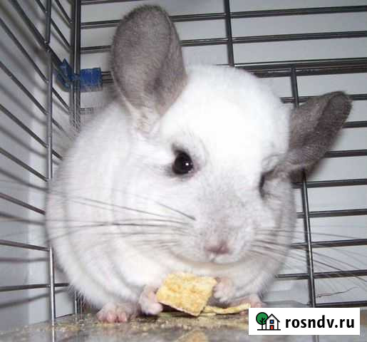 Пара шиншилл с клеткой Балашиха - изображение 1