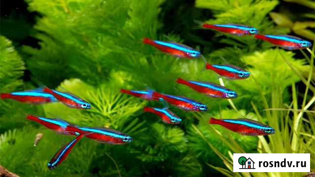 Неон красный. Неон черный. Неон голубой Воронеж - изображение 1