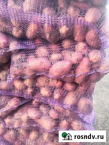 Картофель сетевого качества 2021 Брянск - изображение 1