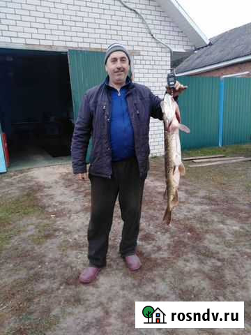 Живец карась Унеча - изображение 1