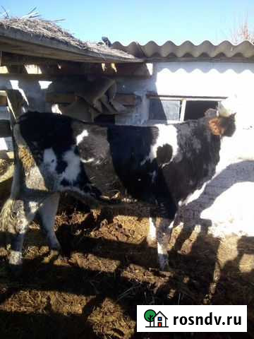 Быки живым весом Себрово - изображение 1