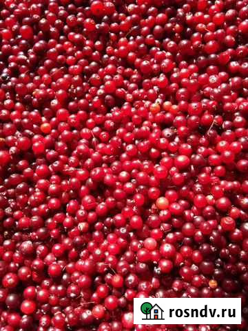 Ягода Астрахань - изображение 1
