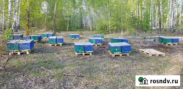 Мед натуральный с личной пасеки, мёд лесной Саратов - изображение 1