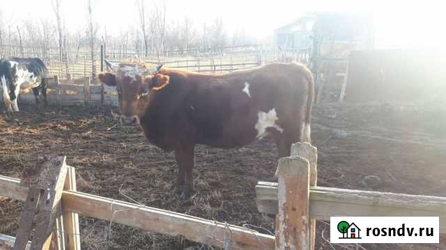 Бычки Бабаюрт - изображение 1