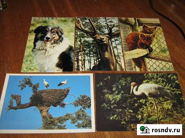 Открытки животных 1969 г. СССР Казань - изображение 1