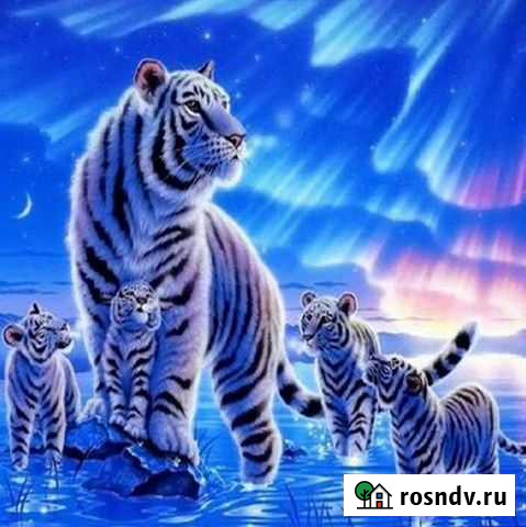 Картина по номерам 40*50 см Белые тигры Чита - изображение 1