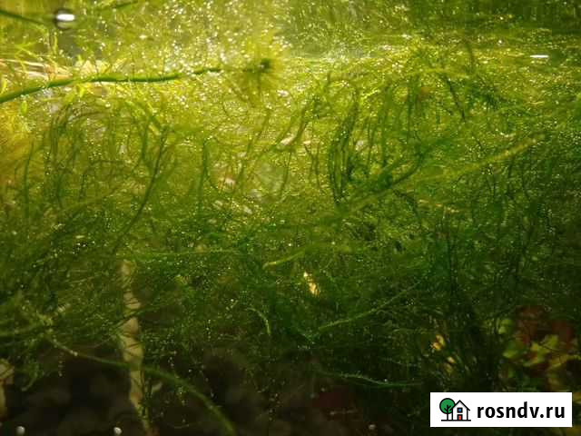 Мох яванский Нижний Тагил - изображение 1