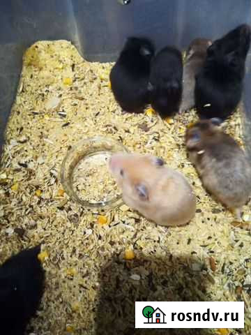 Сирийский хомяк с клеткой Екатеринбург - изображение 1