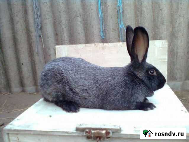 Полтавское серебро Оренбург - изображение 1