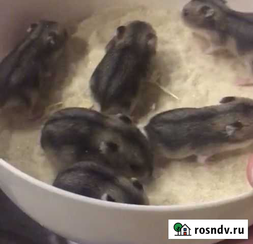 Джунгарский хомяк Первоуральск - изображение 1