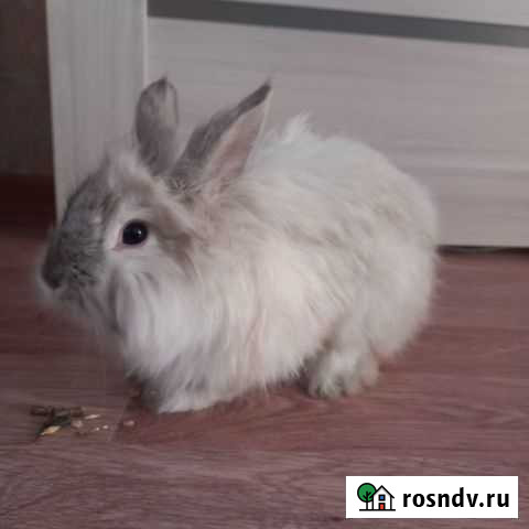 Кролик девочка для вязки Братск - изображение 1