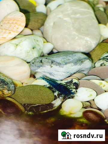 Аквариумные креветки Бузулук - изображение 1