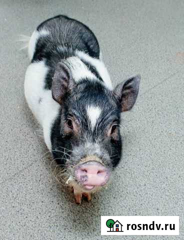 Мими-пиг Хабаровск - изображение 1