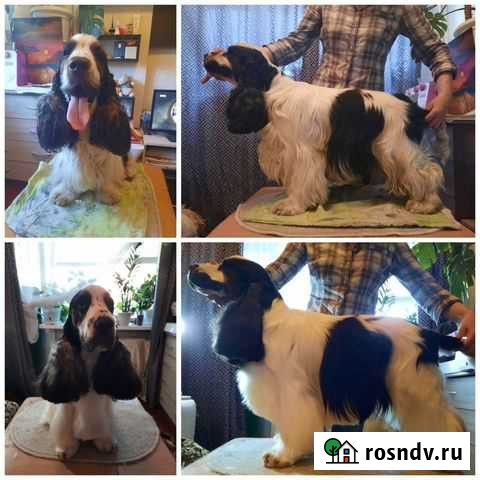 Груминг животных (стрижка собак, вычес кошек) Пермь - изображение 1