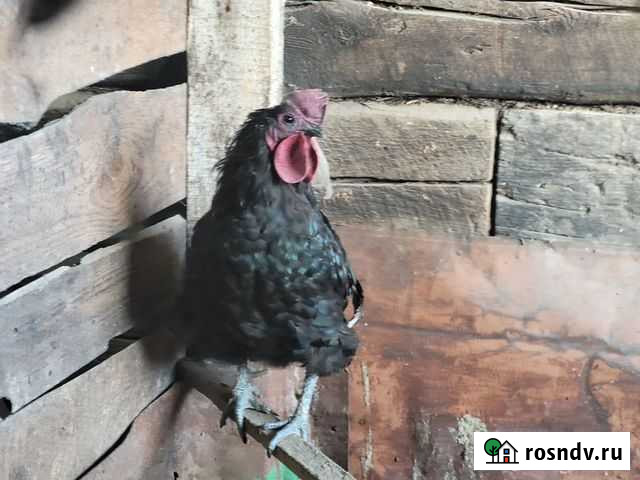 Петухи домашние Благовещенск - изображение 1