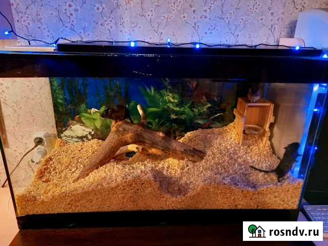 Песчанки и аквариум Пермь - изображение 1