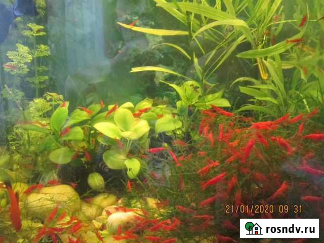 Аквариумные креветки  красная сакура Армавир - изображение 1