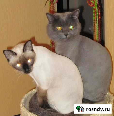 Стрижка кошек с выездом на дом. Стрижка собак Киров - изображение 1