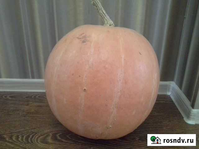 Тыква дачная Комсомольск-на-Амуре - изображение 1