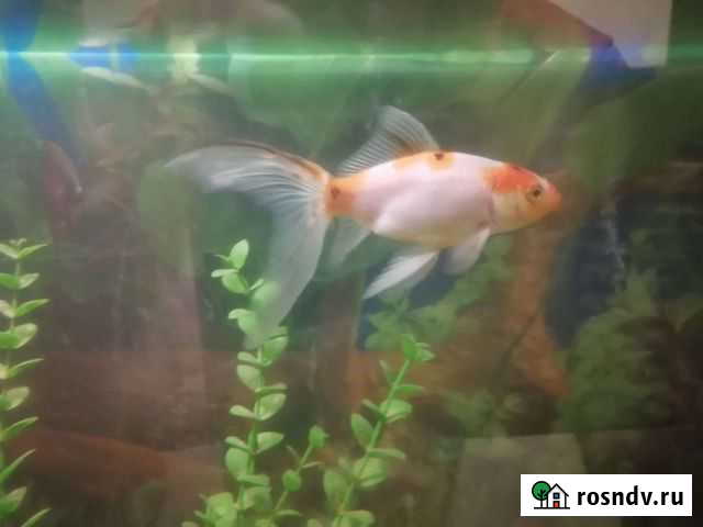Золотая рыбка Курск - изображение 1
