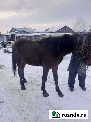 Лошади Кормиловка - изображение 1