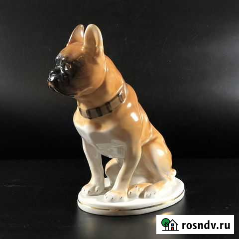 Статуэтка «Бульдог» («Боксёр»), лфз, фарфор, СССР Пятигорск - изображение 1